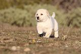 LABRADOR 693